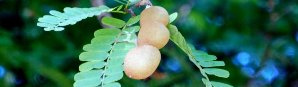 13 mai 2018 - Bois d'Olives - Tamarinier