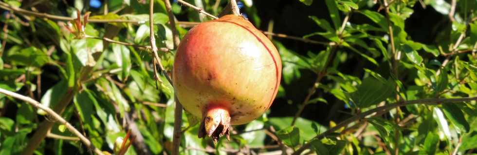 01/07/2018 - St-Pierre -  Ligne Paradis - Grenade