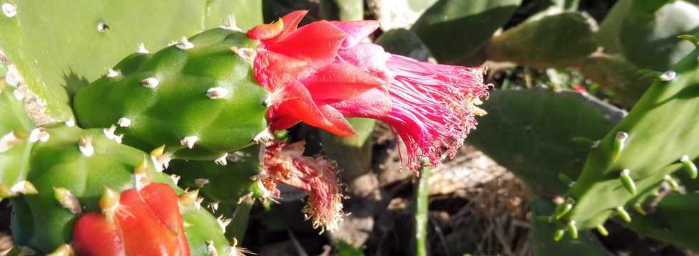 13 juillet 2018 - St-Pierre - Chemin Frdeline - Fleurs de cactus