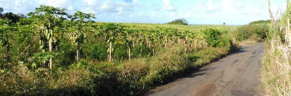 13 juillet 2018 - St-Pierre - Chemin Frdeline -  Papayers