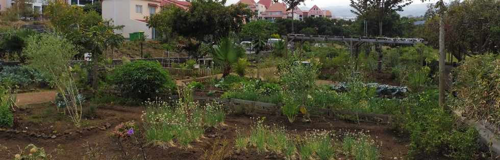 30 septembre 2018 - St-Pierre - Bois d'Olives - Jardins partags de l'Olivier