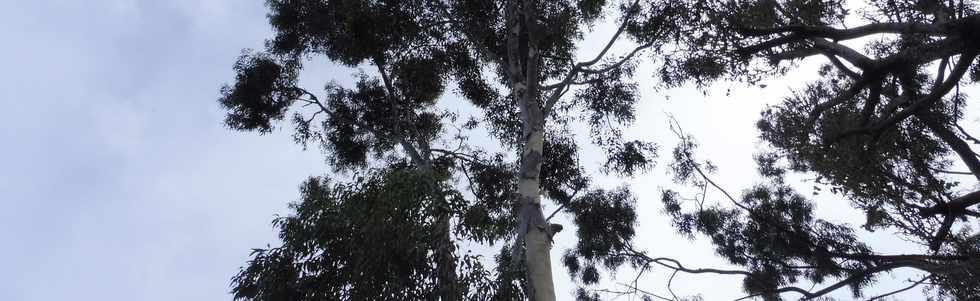 30 septembre 2018 - St-Pierre - Bois d'Olives - Eucalyptus