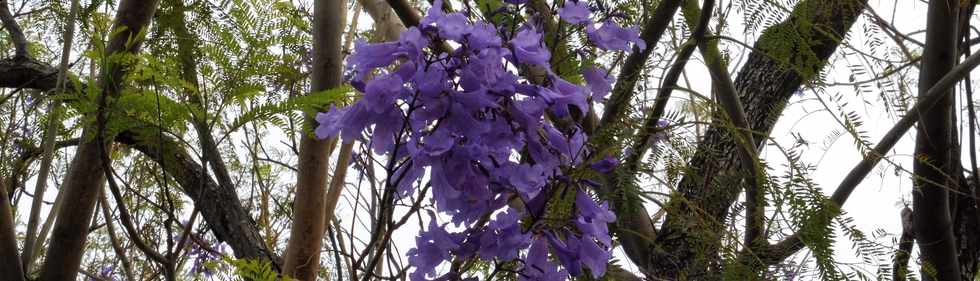 30 septembre 2018 - St-Pierre - Bois d'Olives - Jacaranda