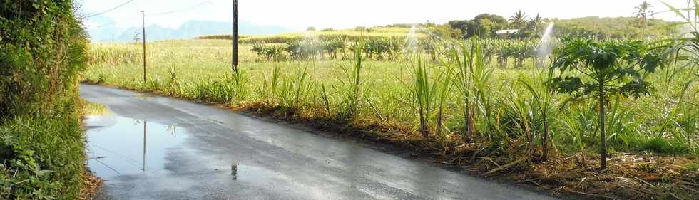 7 octobre 2018 - St-Pierre - Chemin de Bassin Plat - Route mouille par l'irrigation