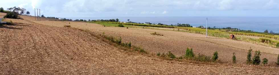 7 octobre 2018 - St-Pierre - Chemin de Bassin Plat - Cannes coupes mcaniquement