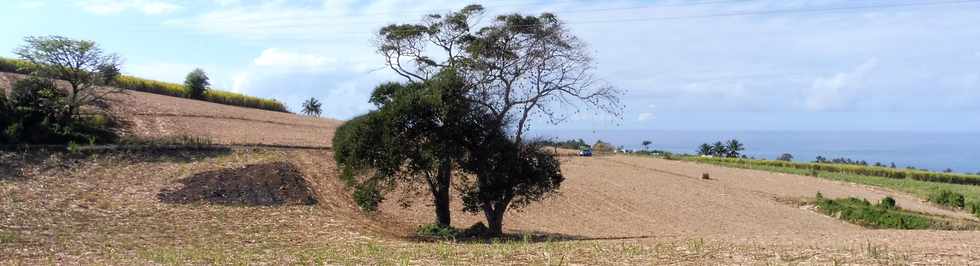 7 octobre 2018 - St-Pierre - Chemin de Bassin Plat - Arbre avec nids de belliers