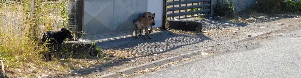 7 octobre 2018 - St-Pierre -Ravine des Cafres -Chiens divaguants dans la zone artisanale Maxime Rivire