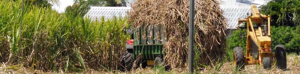 7 novembre 2018 -  St-Louis - Plateau Goyave -Chargement camion cannes avec Chargeur Bell