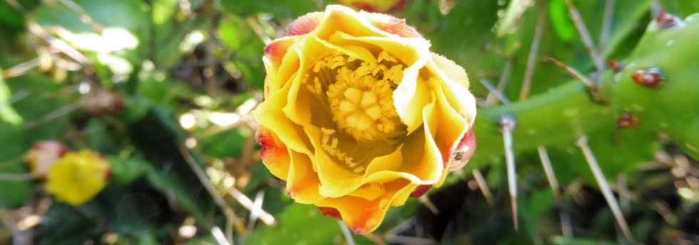 11 novembre 2018 - St-Pierre - Ligne Paradis - Fleur de cactus