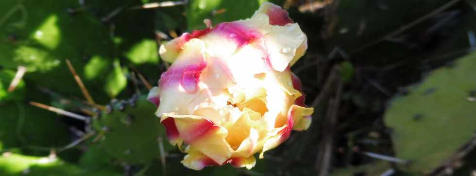 11 novembre 2018 - St-Pierre - Ligne Paradis - Fleur de cactus