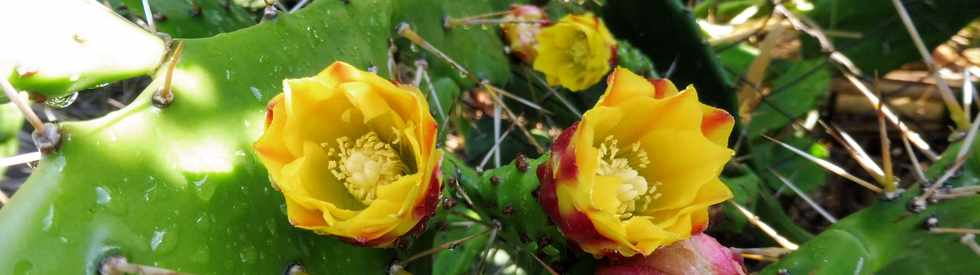 11 novembre 2018 - St-Pierre - Ligne Paradis - Fleur de cactus