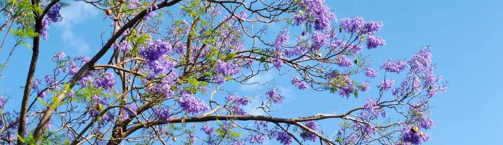 11 novembre 2018 - St-Pierre - Chemin Diagonal - Jacaranda