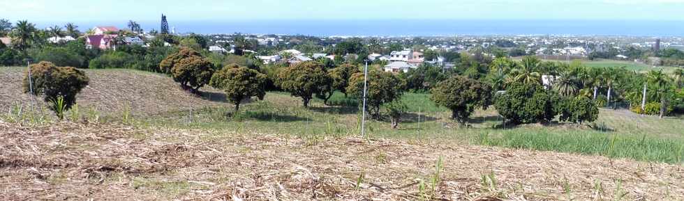 11 novembre 2018 - St-Pierre - Ravine des Cabris  - Chemin Maurice Thorez -  Manguiers