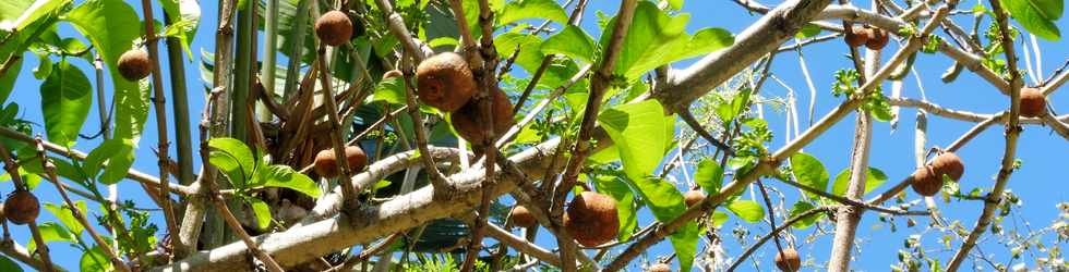 25 novembre 2018 - St-Pierre - Bois d'Olives - Vavangues