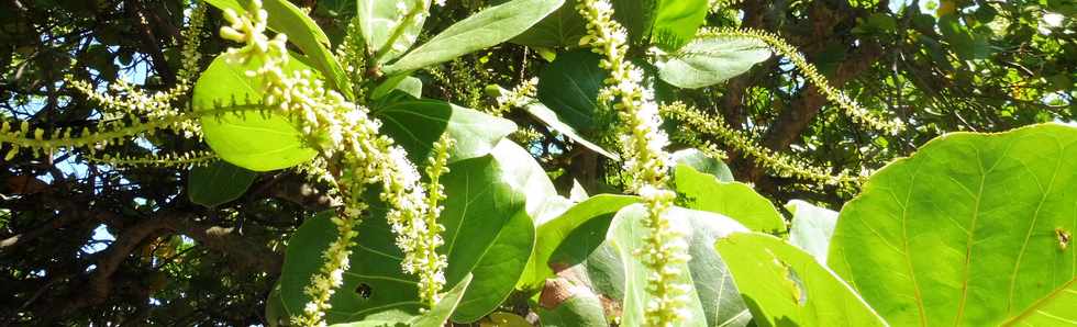 30 novembre 2018 - St-Pierre - Ravine Blanche - Raisiniers en fleurs