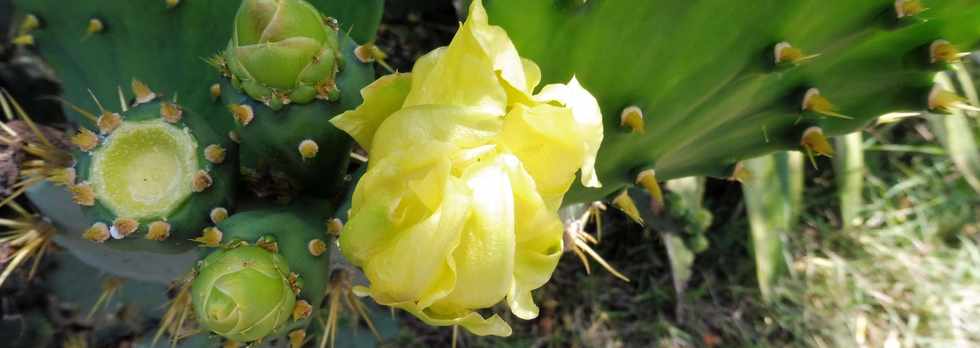 2 décembre 2018 - St-Pierre - Cactus en fleurs