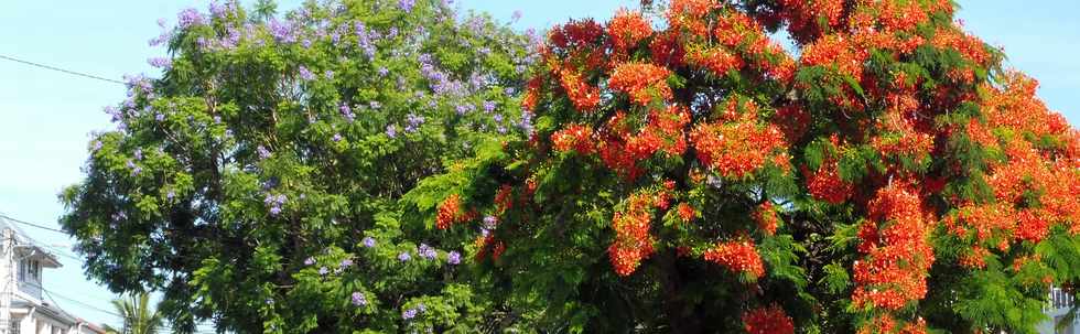 5 dcembre 2018 - St-Pierre - Bois d'Olives - Jacaranda et flamboyant fleuris