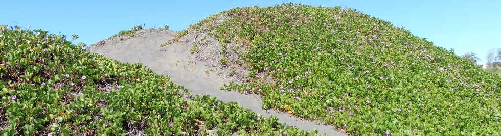 9 dcembre 2018 - St-Pierre - Amnagement du littoral ouest - Dunes de sable de Saline Balance