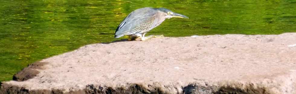 28 avril 2019 - St-Pierre - Embouchure de la Rivire d'Abord  - Hron stri au milieu des pigeons