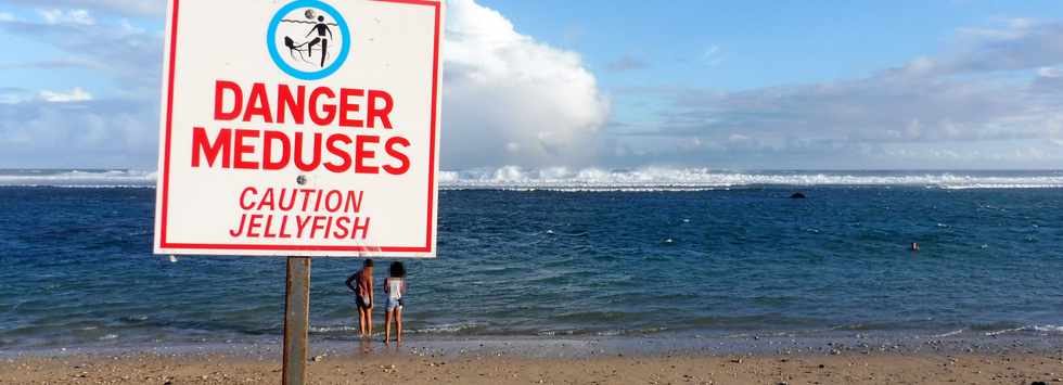 20 avril 2019 - St-Pierre - Prsence de mduses dans le lagon