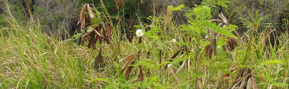 19 mai 2019 - St-Pierre - Cassie - Leucaena leucocephala