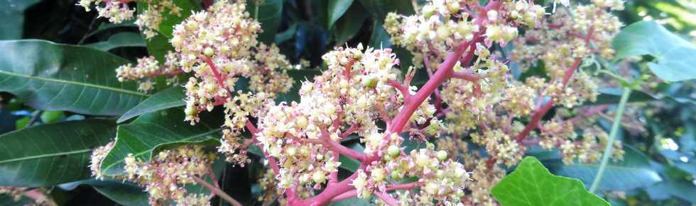 16 juin 2019 - St-Pierre - Ligne Paradis - Fleurs de manguier