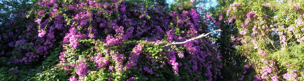 16 juin 2019 - St-Pierre - Bois d'Olives - Bougainvilles de La Valle