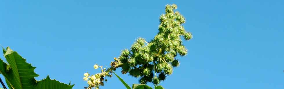 16 juin 2019 - St-Pierre - Bois d'Olives - Fleurs de tantan