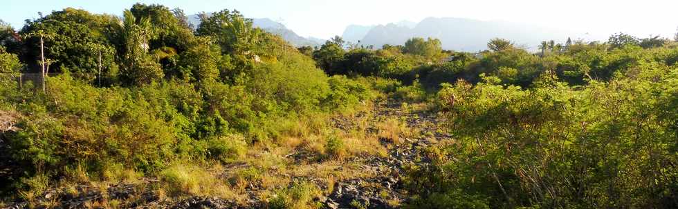 16 juin 2019 - St-Pierre - Bois d'Olives - ravine des Cabris