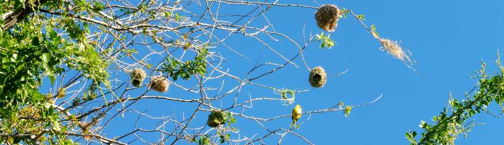 16 juin 2019 - St-Pierre - Bois d'Olives -  Nids de belliers