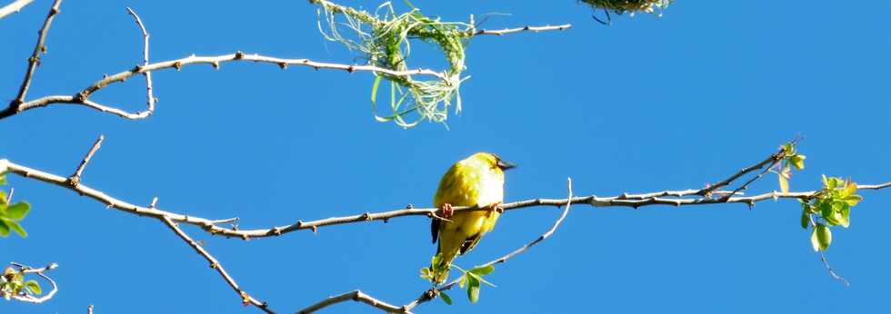 16 juin 2019 - St-Pierre - Bois d'Olives -  Bellier