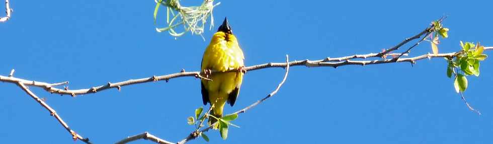 16 juin 2019 - St-Pierre - Bois d'Olives -  Bellier