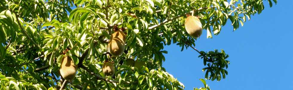 16 juin 2019 - St-Pierre - Pierrefonds -  Baobab